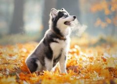 Mua chó Husky thuần chủng giá bao nhiêu?